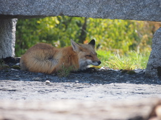 Fox under rock