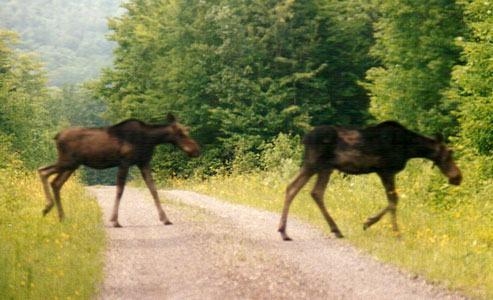 2 moose cross the road