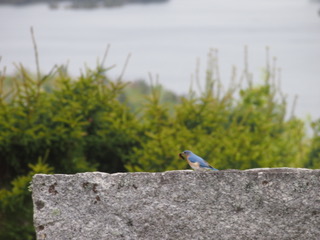 Bluebird with worm