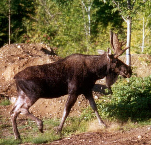 Bullwinkle takes a stroll