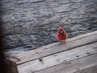 Cardinal needs mate