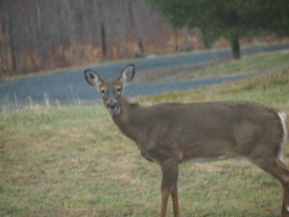 Deer vs headlights