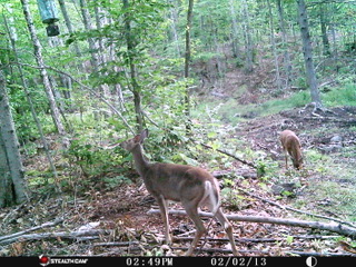Deer in woods