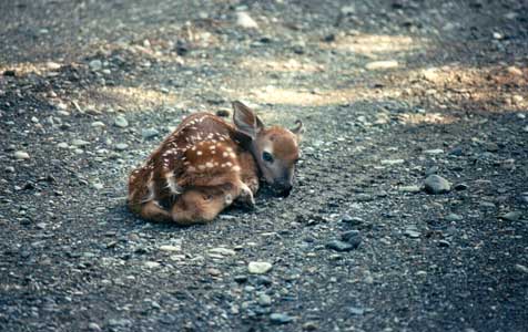 fawn in driveway