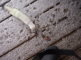 Ermine and snack