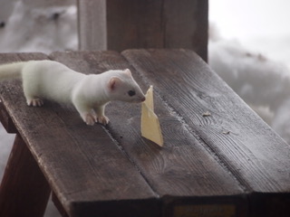 Ermine with snack