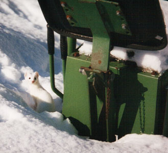 tractor ermine
