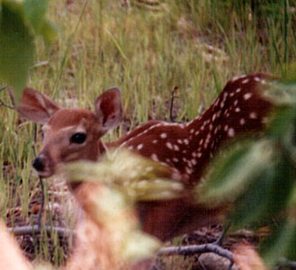 fawn in foliage