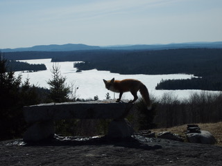 Fox looking