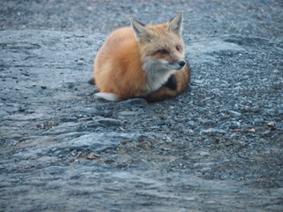 Fox's dinner