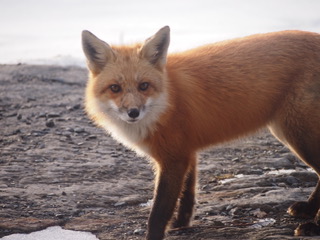 Fox lookout
