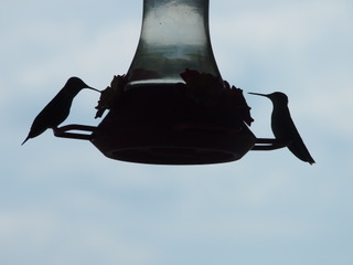 Humming birds