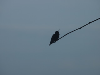 Hummingbird in distance