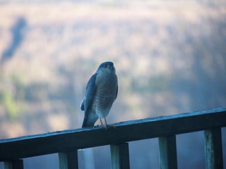 Hawk eye