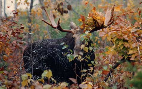 moose in foliage