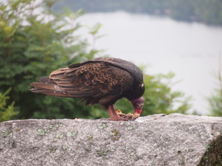 Turkey Vulture with meal